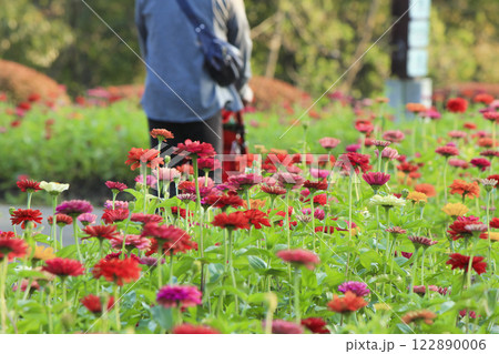 みちのく公園のヒャクニチソウの花々 122890006