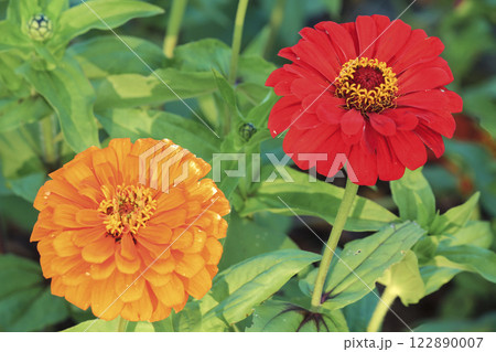 みちのく公園のヒャクニチソウの花々 122890007