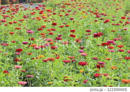 みちのく公園のヒャクニチソウの花々 122890008