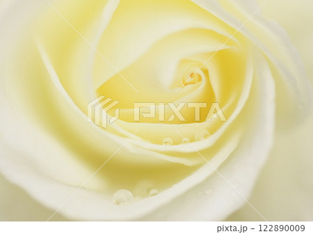 薔薇 122890009