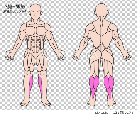 小腿三頭肌，人體肌肉圖 122890175