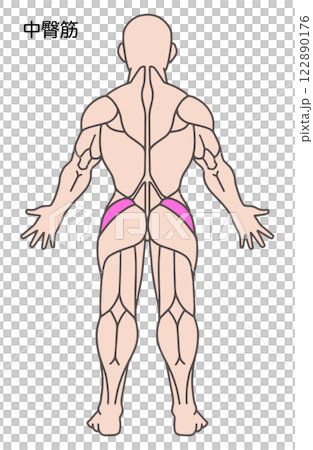 Gluteus medius, human body muscle diagram 122890176