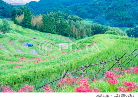 【千葉県】ヒガンバナ咲く大山千枚田 122890263