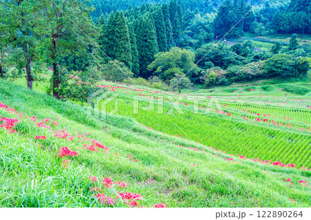 【千葉県】ヒガンバナ咲く大山千枚田 122890264