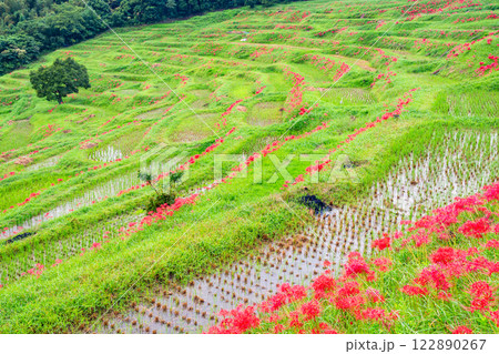 【千葉県】ヒガンバナ咲く大山千枚田 【千葉県】ヒガンバナ咲く大山千枚田 122890267