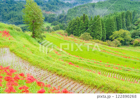 【千葉県】ヒガンバナ咲く大山千枚田 【千葉県】ヒガンバナ咲く大山千枚田 122890268