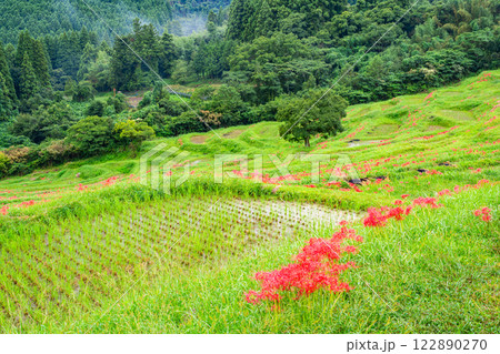 【千葉県】ヒガンバナ咲く大山千枚田 【千葉県】ヒガンバナ咲く大山千枚田 122890270