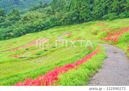 【千葉県】ヒガンバナ咲く大山千枚田 122890272