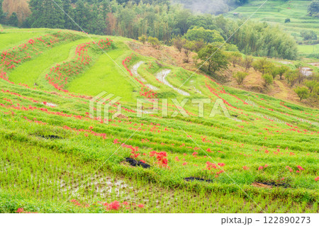 【千葉県】ヒガンバナ咲く大山千枚田 【千葉県】ヒガンバナ咲く大山千枚田 122890273