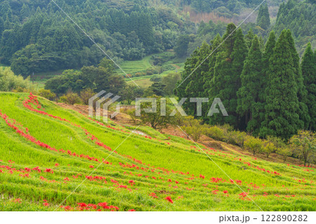【千葉県】ヒガンバナ咲く大山千枚田 122890282