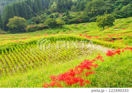 【千葉県】ヒガンバナ咲く大山千枚田 【千葉県】ヒガンバナ咲く大山千枚田 122890283