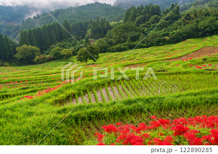 【千葉県】ヒガンバナ咲く大山千枚田 122890285