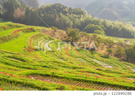 【千葉県】ヒガンバナ咲く大山千枚田 【千葉県】ヒガンバナ咲く大山千枚田 122890286
