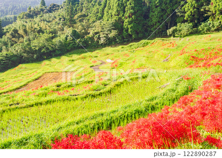 【千葉県】ヒガンバナ咲く大山千枚田 122890287