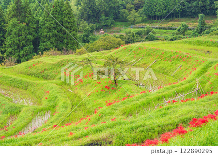 【千葉県】ヒガンバナ咲く大山千枚田 【千葉県】ヒガンバナ咲く大山千枚田 122890295