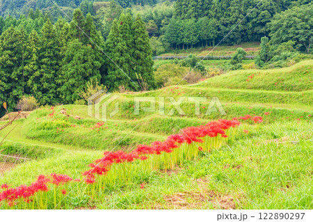 【千葉県】ヒガンバナ咲く大山千枚田 【千葉県】ヒガンバナ咲く大山千枚田 122890297