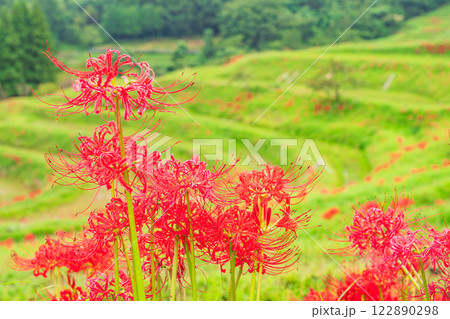 【千葉県】ヒガンバナ咲く大山千枚田 【千葉県】ヒガンバナ咲く大山千枚田 122890298