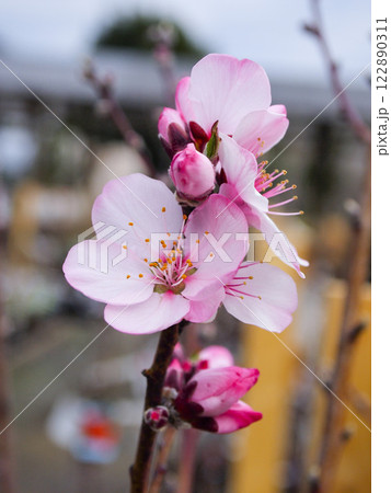 アーモンドの花 122890311