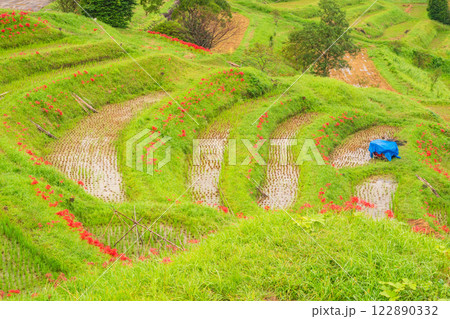【千葉県】ヒガンバナ咲く大山千枚田 【千葉県】ヒガンバナ咲く大山千枚田 122890332