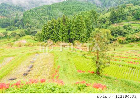 【千葉県】ヒガンバナ咲く大山千枚田 122890333