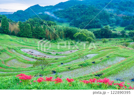 【千葉県】ヒガンバナ咲く大山千枚田 122890395