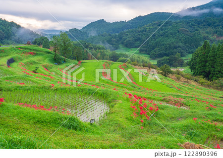 【千葉県】ヒガンバナ咲く大山千枚田 【千葉県】ヒガンバナ咲く大山千枚田 122890396