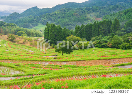 【千葉県】ヒガンバナ咲く大山千枚田 122890397