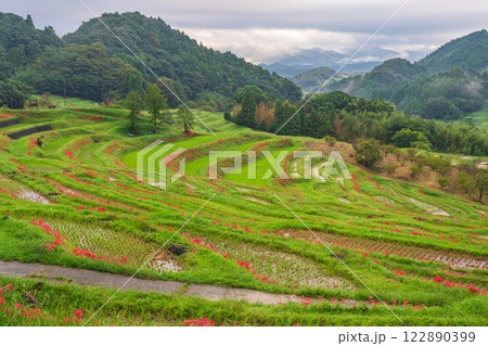 【千葉県】ヒガンバナ咲く大山千枚田 【千葉県】ヒガンバナ咲く大山千枚田 122890399