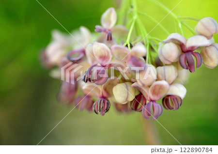 春のアケビの花 122890784