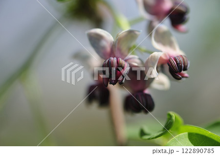 春のアケビの花 122890785