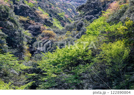 新緑と山桜の森 神が宿る山 洋上アルプス屋久島 新緑と山桜の森 神が宿る山 洋上アルプス屋久島 122890804