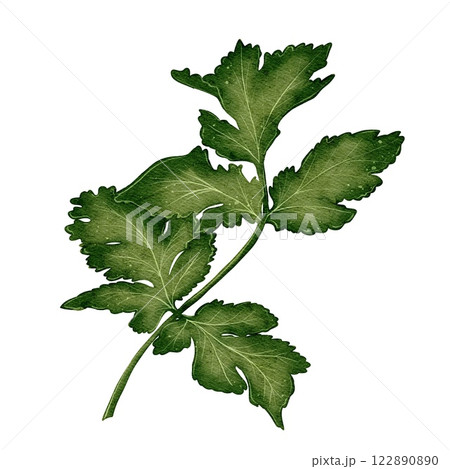 Parsley and Cilantro Branch Parsley and Cilantro Branch 122890890