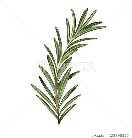 Watercolor Rosemary Sprig 122890896