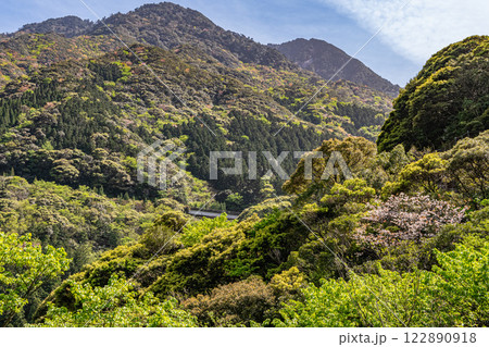 新緑と山桜の森 神が宿る山 洋上アルプス屋久島 新緑と山桜の森 神が宿る山 洋上アルプス屋久島 122890918