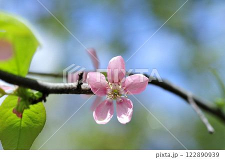 春のカリンの花 122890939