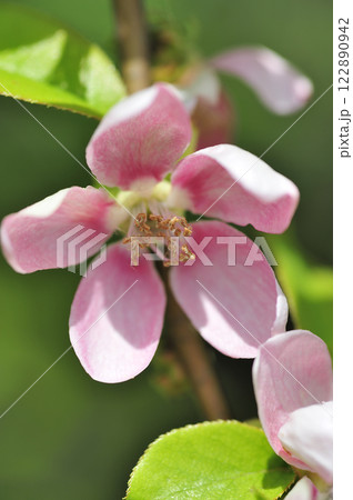 春のカリンの花 122890942