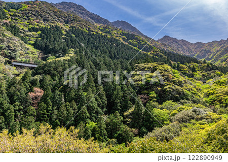 新緑と山桜の森　神が宿る山　洋上アルプス屋久島 122890949