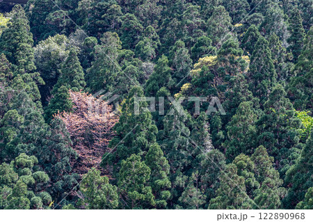 山桜と杉山 神が宿る山 洋上アルプス屋久島 山桜と杉山 神が宿る山 洋上アルプス屋久島 122890968