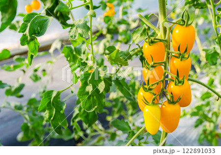 Yellow cherry tomato plants growing in greenhouse 122891033