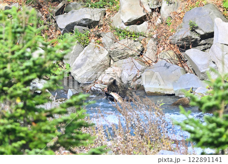 北海道知床半島の川で鮭を捕まえたヒグマの子供 122891141