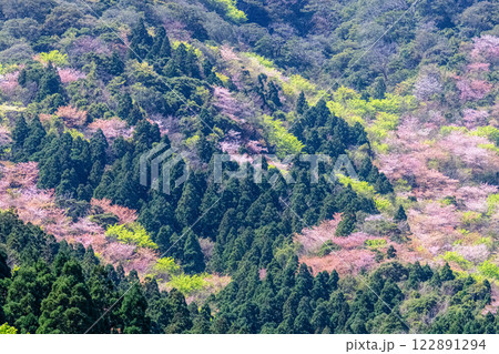 新緑と山桜の森 神が宿る山 洋上アルプス屋久島 新緑と山桜の森 神が宿る山 洋上アルプス屋久島 122891294