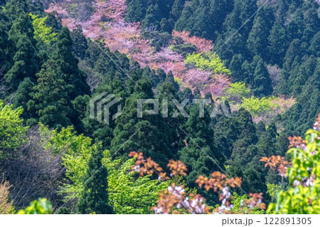 新緑と山桜の森 神が宿る山 洋上アルプス屋久島 新緑と山桜の森 神が宿る山 洋上アルプス屋久島 122891305