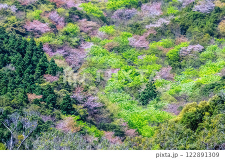 新緑と山桜　神が宿る山　洋上アルプス屋久島 122891309