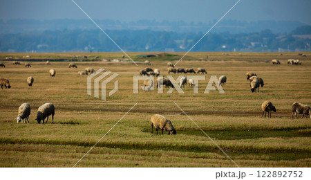 Sheep grazing on green meadows of Normandy in France Sheep grazing on green meadows of Normandy in France 122892752