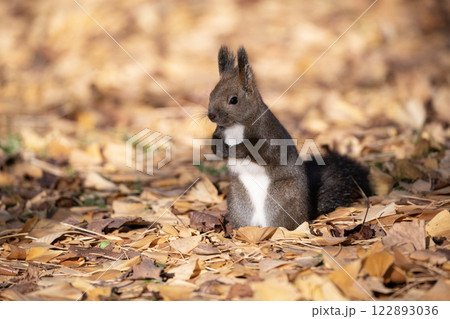 晩秋の森のエゾリス 122893036