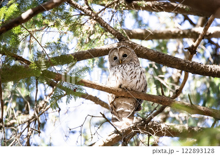 森の守り版エゾフクロウ 122893128