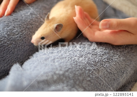 小学生と遊ぶハムスター 122893141