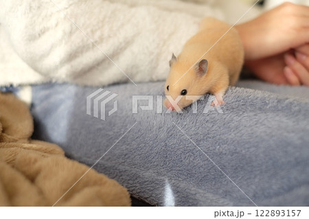 小学生と遊ぶハムスター 122893157
