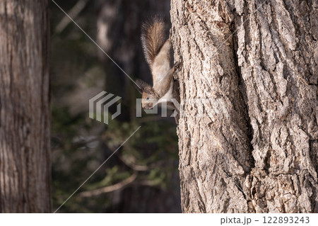 初冬の森のエゾリス 122893243