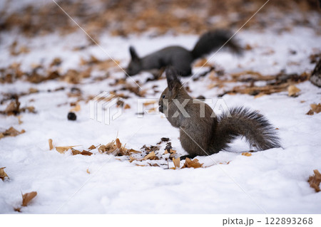 初冬の森のエゾリス 初冬の森のエゾリス 122893268